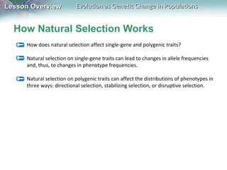 Lesson Overview

Evolution as Genetic Change in Populations

How Natural Selection Works
How does natural selection affect single-gene and polygenic traits?
Natural selection on single-gene traits can lead to changes in allele frequencies
and, thus, to changes in phenotype frequencies.
Natural selection on polygenic traits can affect the distributions of phenotypes in
three ways: directional selection, stabilizing selection, or disruptive selection.

 