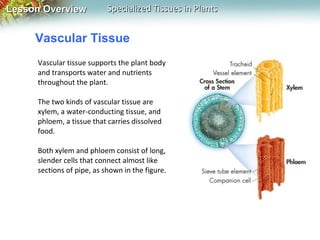 Lesson Overview

Specialized Tissues in Plants

Vascular Tissue
Vascular tissue supports the plant body
and transports water and nutrients
throughout the plant.
The two kinds of vascular tissue are
xylem, a water-conducting tissue, and
phloem, a tissue that carries dissolved
food.
Both xylem and phloem consist of long,
slender cells that connect almost like
sections of pipe, as shown in the figure.

 