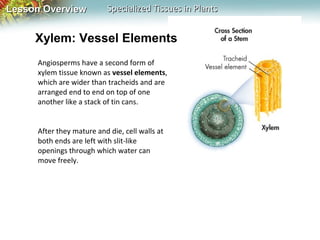Lesson Overview

Specialized Tissues in Plants

Xylem: Vessel Elements
Angiosperms have a second form of
xylem tissue known as vessel elements,
which are wider than tracheids and are
arranged end to end on top of one
another like a stack of tin cans.
After they mature and die, cell walls at
both ends are left with slit-like
openings through which water can
move freely.

 