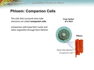 Lesson Overview

Specialized Tissues in Plants

Phloem: Companion Cells
The cells that surround sieve tube
elements are called companion cells.
Companion cells keep their nuclei and
other organelles through their lifetime.

 