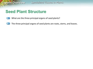 Lesson Overview

Specialized Tissues in Plants

Seed Plant Structure
What are the three principal organs of seed plants?
The three principal organs of seed plants are roots, stems, and leaves.

 