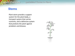 Lesson Overview

Specialized Tissues in Plants

Stems
Plant stems provide a support
system for the plant body, a
transport system that carries
nutrients, and a defensive system
that protects the plant against
predators and disease.

 