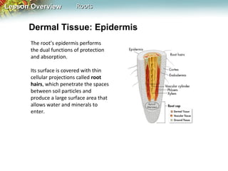 Lesson Overview

Roots

Dermal Tissue: Epidermis
The root’s epidermis performs
the dual functions of protection
and absorption.
Its surface is covered with thin
cellular projections called root
hairs, which penetrate the spaces
between soil particles and
produce a large surface area that
allows water and minerals to
enter.

 