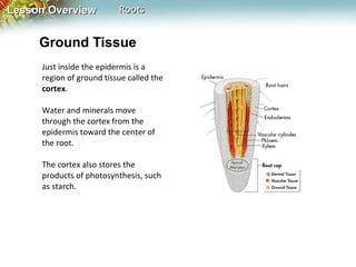Lesson Overview

Roots

Ground Tissue
Just inside the epidermis is a
region of ground tissue called the
cortex.
Water and minerals move
through the cortex from the
epidermis toward the center of
the root.
The cortex also stores the
products of photosynthesis, such
as starch.

 