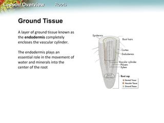 Lesson Overview

Roots

Ground Tissue
A layer of ground tissue known as
the endodermis completely
encloses the vascular cylinder.
The endodermis plays an
essential role in the movement of
water and minerals into the
center of the root

 