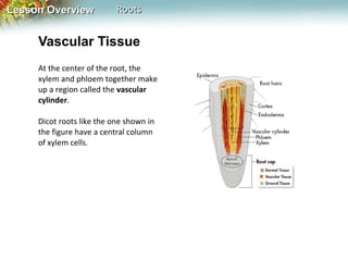 Lesson Overview

Roots

Vascular Tissue
At the center of the root, the
xylem and phloem together make
up a region called the vascular
cylinder.
Dicot roots like the one shown in
the figure have a central column
of xylem cells.

 