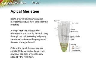 Lesson Overview

Roots

Apical Meristem
Roots grow in length when apical
meristems produce new cells near the
root tips.
A tough root cap protects the
meristem as the root tip forces its way
through the soil, secreting a slippery
substance that eases the progress of
the root through the soil.
Cells at the tip of the root cap are
constantly being scraped away, and
new root cap cells are continually
added by the meristem.

 