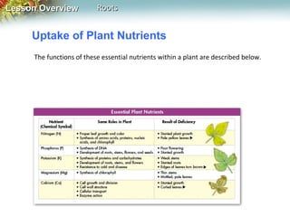 Lesson Overview

Roots

Uptake of Plant Nutrients
The functions of these essential nutrients within a plant are described below.

 