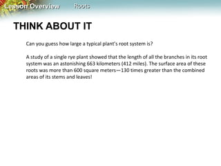 Lesson Overview

Roots

THINK ABOUT IT
Can you guess how large a typical plant’s root system is?
A study of a single rye plant showed that the length of all the branches in its root
system was an astonishing 663 kilometers (412 miles). The surface area of these
roots was more than 600 square meters—130 times greater than the combined
areas of its stems and leaves!

 