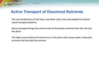 Lesson Overview

Roots

Active Transport of Dissolved Nutrients
The cell membranes of root hairs and other cells in the root epidermis contain
active transport proteins.
Active transport brings the mineral ions of dissolved nutrients from the soil into
the plant.
The high concentration of mineral ions in the plant cells causes water molecules
to move into the plant by osmosis.

 