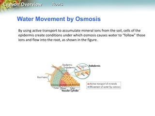 Lesson Overview

Roots

Water Movement by Osmosis
By using active transport to accumulate mineral ions from the soil, cells of the
epidermis create conditions under which osmosis causes water to “follow” those
ions and flow into the root, as shown in the figure.

 