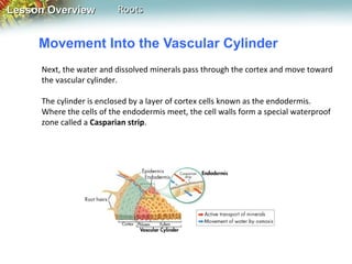 Lesson Overview

Roots

Movement Into the Vascular Cylinder
Next, the water and dissolved minerals pass through the cortex and move toward
the vascular cylinder.
The cylinder is enclosed by a layer of cortex cells known as the endodermis.
Where the cells of the endodermis meet, the cell walls form a special waterproof
zone called a Casparian strip.

 