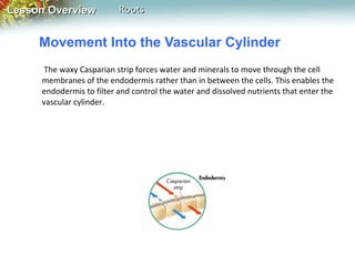 Lesson Overview

Roots

Movement Into the Vascular Cylinder
The waxy Casparian strip forces water and minerals to move through the cell
membranes of the endodermis rather than in between the cells. This enables the
endodermis to filter and control the water and dissolved nutrients that enter the
vascular cylinder.

 