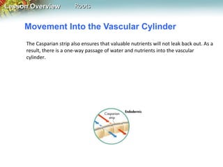 Lesson Overview

Roots

Movement Into the Vascular Cylinder
The Casparian strip also ensures that valuable nutrients will not leak back out. As a
result, there is a one-way passage of water and nutrients into the vascular
cylinder.

 