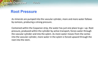 Lesson Overview

Roots

Root Pressure
As minerals are pumped into the vascular cylinder, more and more water follows
by osmosis, producing a strong pressure.
Contained within the Casparian strip, the water has just one place to go—up. Root
pressure, produced within the cylinder by active transport, forces water through
the vascular cylinder and into the xylem. As more water moves from the cortex
into the vascular cylinder, more water in the xylem is forced upward through the
root into the stem.

 