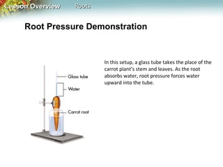 Lesson Overview

Roots

Root Pressure Demonstration

In this setup, a glass tube takes the place of the
carrot plant’s stem and leaves. As the root
absorbs water, root pressure forces water
upward into the tube.

 