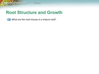 Lesson Overview

Roots

Root Structure and Growth
What are the main tissues in a mature root?

 