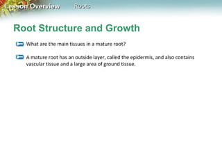 Lesson Overview

Roots

Root Structure and Growth
What are the main tissues in a mature root?
A mature root has an outside layer, called the epidermis, and also contains
vascular tissue and a large area of ground tissue.

 