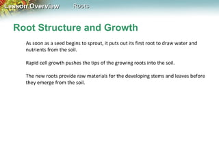 Lesson Overview

Roots

Root Structure and Growth
As soon as a seed begins to sprout, it puts out its first root to draw water and
nutrients from the soil.
Rapid cell growth pushes the tips of the growing roots into the soil.
The new roots provide raw materials for the developing stems and leaves before
they emerge from the soil.

 
