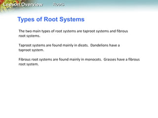 Lesson Overview

Roots

Types of Root Systems
The two main types of root systems are taproot systems and fibrous
root systems.
Taproot systems are found mainly in dicots. Dandelions have a
taproot system.
Fibrous root systems are found mainly in monocots. Grasses have a fibrous
root system.

 