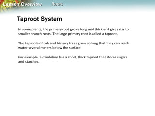 Lesson Overview

Roots

Taproot System
In some plants, the primary root grows long and thick and gives rise to
smaller branch roots. The large primary root is called a taproot.
The taproots of oak and hickory trees grow so long that they can reach
water several meters below the surface.
For example, a dandelion has a short, thick taproot that stores sugars
and starches.

 