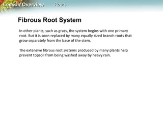 Lesson Overview

Roots

Fibrous Root System
In other plants, such as grass, the system begins with one primary
root. But it is soon replaced by many equally sized branch roots that
grow separately from the base of the stem.
The extensive fibrous root systems produced by many plants help
prevent topsoil from being washed away by heavy rain.

 