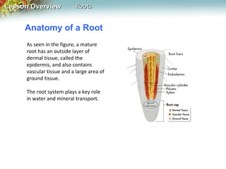 Lesson Overview

Roots

Anatomy of a Root
As seen in the figure, a mature
root has an outside layer of
dermal tissue, called the
epidermis, and also contains
vascular tissue and a large area of
ground tissue.
The root system plays a key role
in water and mineral transport.

 