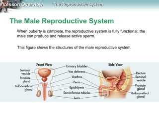 Lesson Overview

The Reproductive System

The Male Reproductive System
When puberty is complete, the reproductive system is fully functional: the
male can produce and release active sperm.
This figure shows the structures of the male reproductive system.

 