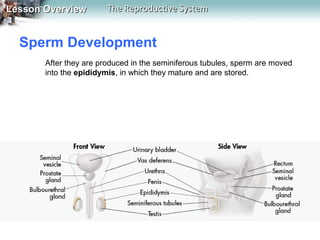 Lesson Overview

The Reproductive System

Sperm Development
After they are produced in the seminiferous tubules, sperm are moved
into the epididymis, in which they mature and are stored.

 