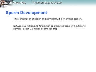 Lesson Overview

The Reproductive System

Sperm Development
The combination of sperm and seminal fluid is known as semen.
Between 50 million and 130 million sperm are present in 1 milliliter of
semen—about 2.5 million sperm per drop!

 