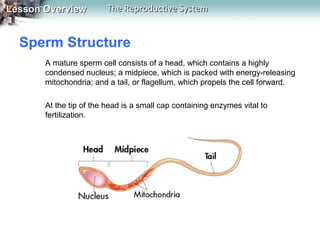 Lesson Overview

The Reproductive System

Sperm Structure
A mature sperm cell consists of a head, which contains a highly
condensed nucleus; a midpiece, which is packed with energy-releasing
mitochondria; and a tail, or flagellum, which propels the cell forward.
At the tip of the head is a small cap containing enzymes vital to
fertilization.

 