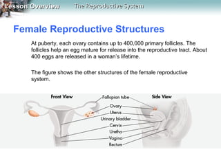 Lesson Overview

The Reproductive System

Female Reproductive Structures
At puberty, each ovary contains up to 400,000 primary follicles. The
follicles help an egg mature for release into the reproductive tract. About
400 eggs are released in a woman’s lifetime.
The figure shows the other structures of the female reproductive
system.

 