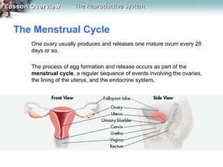 Lesson Overview

The Reproductive System

The Menstrual Cycle
One ovary usually produces and releases one mature ovum every 28
days or so.
The process of egg formation and release occurs as part of the
menstrual cycle, a regular sequence of events involving the ovaries,
the lining of the uterus, and the endocrine system.

 