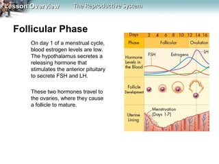 Lesson Overview

The Reproductive System

Follicular Phase
On day 1 of a menstrual cycle,
blood estrogen levels are low.
The hypothalamus secretes a
releasing hormone that
stimulates the anterior pituitary
to secrete FSH and LH.
These two hormones travel to
the ovaries, where they cause
a follicle to mature.

 