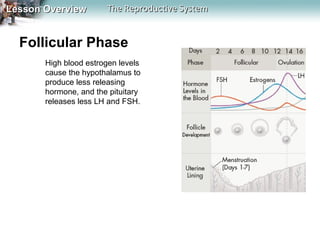Lesson Overview

The Reproductive System

Follicular Phase
High blood estrogen levels
cause the hypothalamus to
produce less releasing
hormone, and the pituitary
releases less LH and FSH.

 