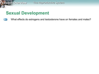 Lesson Overview

The Reproductive System

Sexual Development
What effects do estrogens and testosterone have on females and males?

 