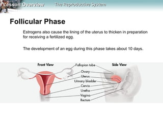 Lesson Overview

The Reproductive System

Follicular Phase
Estrogens also cause the lining of the uterus to thicken in preparation
for receiving a fertilized egg.
The development of an egg during this phase takes about 10 days.

 