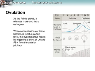 Lesson Overview

The Reproductive System

Ovulation
As the follicle grows, it
releases more and more
estrogens.
When concentrations of these
hormones reach a certain
level, the hypothalamus reacts
by triggering a burst of LH and
FSH from the anterior
pituitary.

 