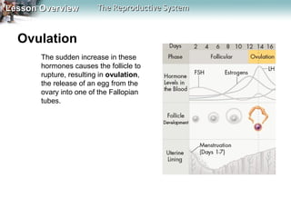 Lesson Overview

The Reproductive System

Ovulation
The sudden increase in these
hormones causes the follicle to
rupture, resulting in ovulation,
the release of an egg from the
ovary into one of the Fallopian
tubes.

 
