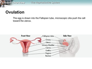 Lesson Overview

The Reproductive System

Ovulation
The egg is drawn into the Fallopian tube, microscopic cilia push the cell
toward the uterus.

 