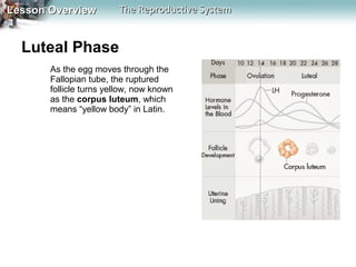 Lesson Overview

The Reproductive System

Luteal Phase
As the egg moves through the
Fallopian tube, the ruptured
follicle turns yellow, now known
as the corpus luteum, which
means “yellow body” in Latin.

 