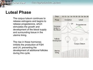 Lesson Overview

The Reproductive System

Luteal Phase
The corpus luteum continues to
release estrogens and begins to
release progesterone, which
stimulates the growth and
development of the blood supply
and surrounding tissue in the
uterine lining.
The rise in these hormones
inhibits the production of FSH
and LH, preventing the
development of additional follicles
during this cycle.

 