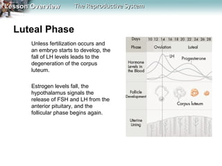 Lesson Overview

The Reproductive System

Luteal Phase
Unless fertilization occurs and
an embryo starts to develop, the
fall of LH levels leads to the
degeneration of the corpus
luteum.
Estrogen levels fall, the
hypothalamus signals the
release of FSH and LH from the
anterior pituitary, and the
follicular phase begins again.

 