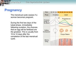 Lesson Overview

The Reproductive System

Pregnancy
The menstrual cycle ceases if a
woman becomes pregnant.
During the first two days of the
luteal phase, immediately
following ovulation, the chances
that an egg will be fertilized are
the greatest. This is usually from
10 to 14 days after the
completion of the last menstrual
cycle.

 