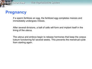 Lesson Overview

The Reproductive System

Pregnancy
If a sperm fertilizes an egg, the fertilized egg completes meiosis and
immediately undergoes mitosis.
After several divisions, a ball of cells will form and implant itself in the
lining of the uterus.
The uterus and embryo begin to release hormones that keep the corpus
luteum functioning for several weeks. This prevents the menstrual cycle
from starting again.

 