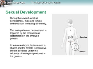 Lesson Overview

The Reproductive System

Sexual Development
During the seventh week of
development, male and female
embryos start to develop differently.
The male pattern of development is
triggered by the production of
testosterone in the embryo’s
gonads.
In female embryos, testosterone is
absent and the female reproductive
system develops under the
influence of estrogens produced in
the gonads.

 
