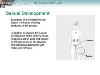 Lesson Overview

The Reproductive System

Sexual Development
Estrogens and testosterone are
steroid hormones primarily
produced in the gonads.
In addition to shaping the sexual
development of the embryo, these
hormones act on cells and tissues
to produce many of the physical
characteristics associated with
males and females.

 