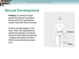 Lesson Overview

The Reproductive System

Sexual Development
Puberty is a period of rapid
growth and sexual maturation
during which the reproductive
system becomes fully functional.
Puberty actually begins in the
brain, when the hypothalamus
signals the pituitary to produce
hormones that affect the gonads
—follicle-stimulating hormone
(FSH) and luteinizing hormone
(LH).

 