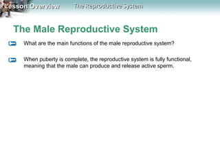 Lesson Overview

The Reproductive System

The Male Reproductive System
What are the main functions of the male reproductive system?
When puberty is complete, the reproductive system is fully functional,
meaning that the male can produce and release active sperm.

 