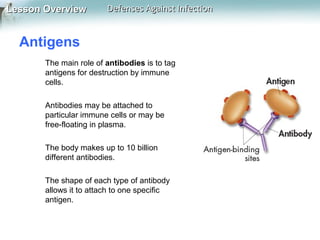 Lesson Overview

Defenses Against Infection

Antigens
The main role of antibodies is to tag
antigens for destruction by immune
cells.
Antibodies may be attached to
particular immune cells or may be
free-floating in plasma.
The body makes up to 10 billion
different antibodies.
The shape of each type of antibody
allows it to attach to one specific
antigen.

 